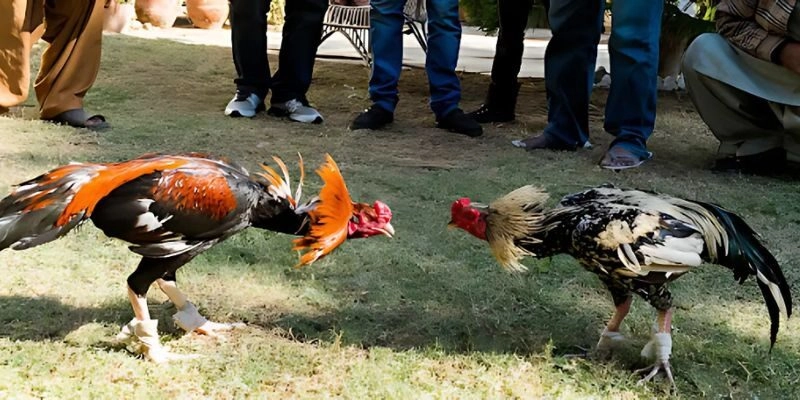 Các loại gà chiến nổi bật thường gặp trong Đá gà Campuchia