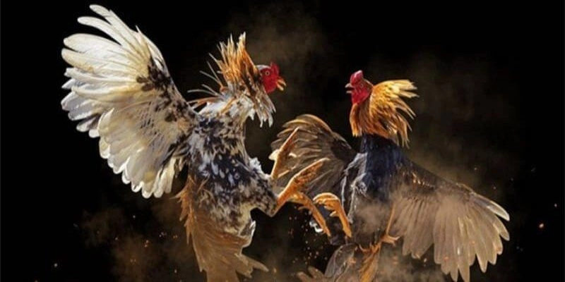 Cần lưu ý những gì khi chơi chiến kê Philippines?