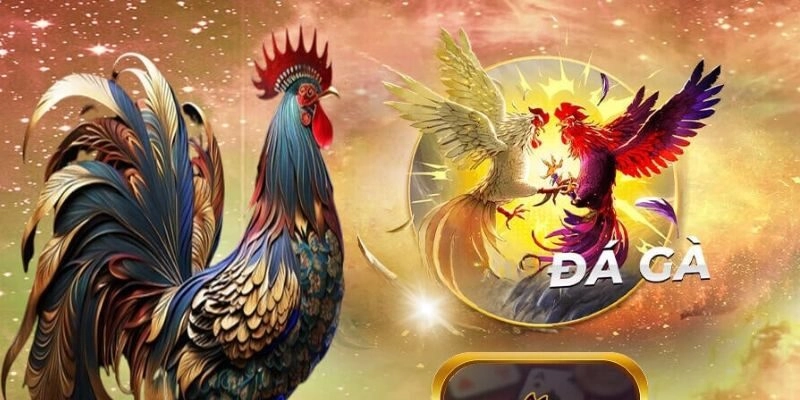 Đá gà Campuchia tại NOHU90 – Sân chơi đẳng cấp cho dân mê gà đá