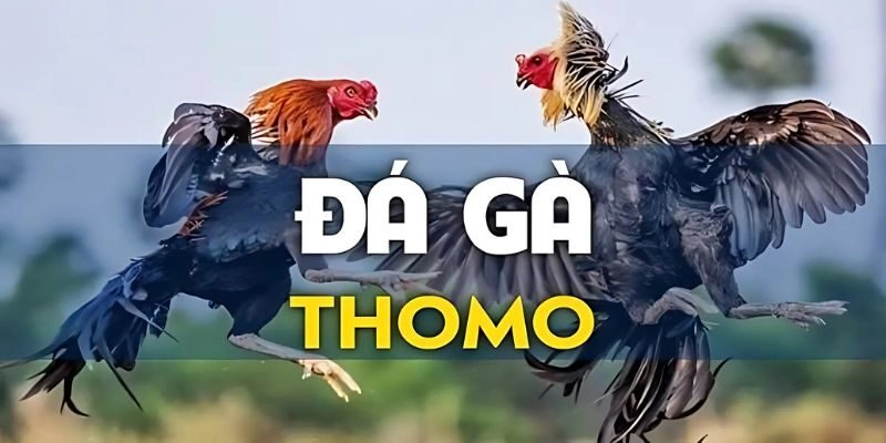 Đá gà Thomo là trò chơi cá cược gà trực tuyến hấp dẫn