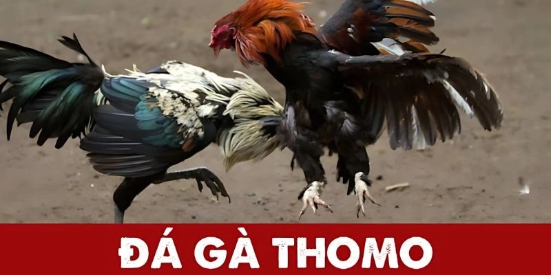 Khám phá đá gà Thomo: Trải nghiệm cảm giác kịch tính
